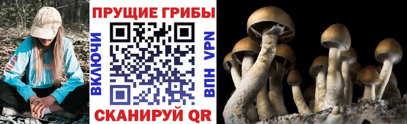 МЕГА сайт  где найти   Киренск  Псилоцибиновые грибы мицелий 